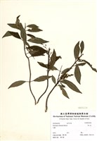 藏品(華八仙)的圖片